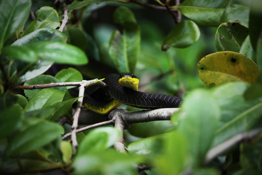 Cairns: Daintree Rainforest Wildlife Experience Cruise - The guide is the key part of the experience