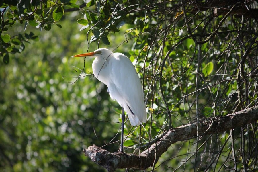 Cairns: Daintree Rainforest Wildlife Experience Cruise - How much wildlife might you see?