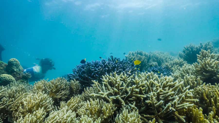 Cairns: Fitzroy Island Ferry w/ Snorkel, Lunch, Tour Options - Walking to Nudey Beach and beyond