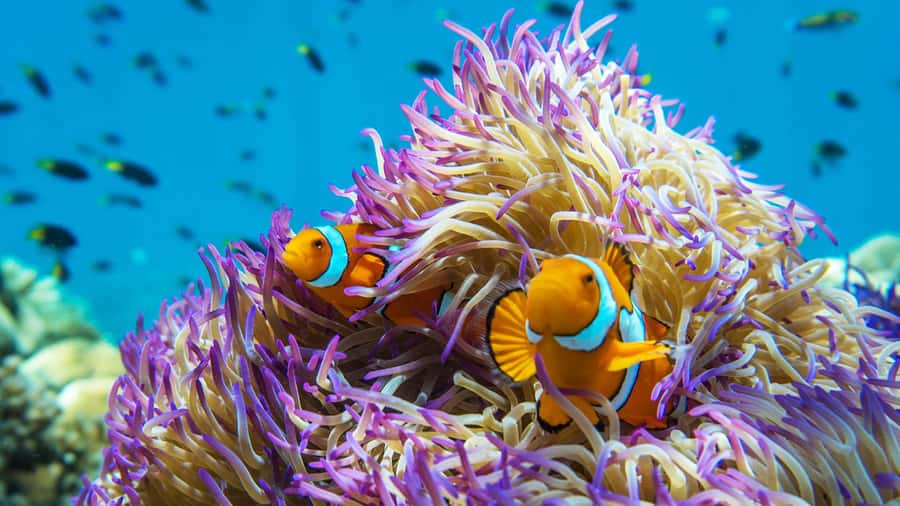 Cairns: Frankland Islands Great Barrier Reef Tour - Key points to know before you book