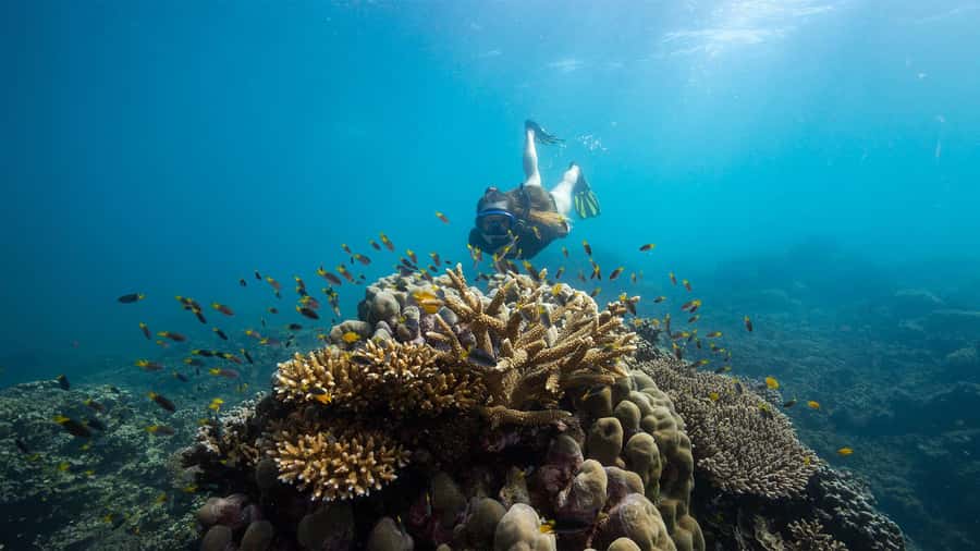 Cairns: Frankland Islands Great Barrier Reef Tour - From Cairns to the Mulgrave River
