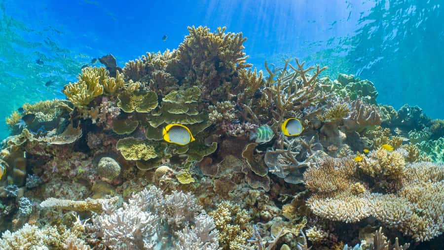 Cairns: Great Barrier Reef and Fitzroy Island Boat Tour - Key points at a glance
