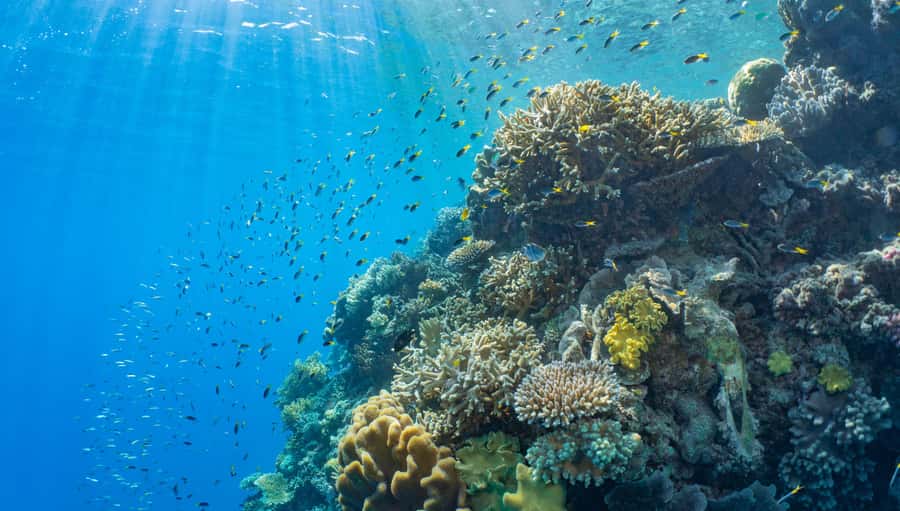 Cairns: Great Barrier Reef and Fitzroy Island Boat Tour - Two famous Queensland sights in one long day