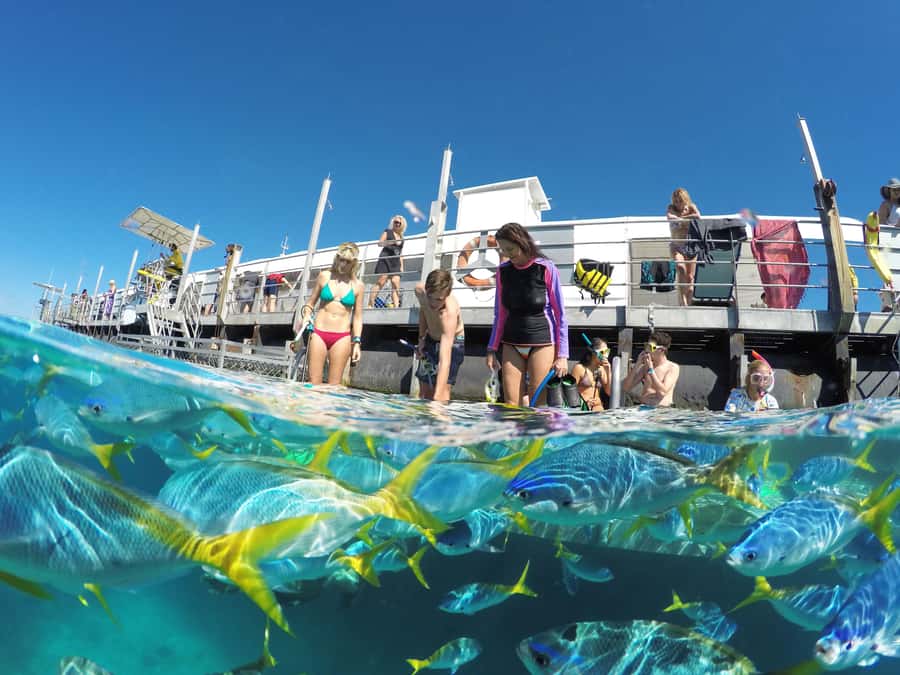 Cairns: Great Barrier Reef and Fitzroy Island Boat Tour - The pontoon extras: waterslide, observatory, and children’s pool