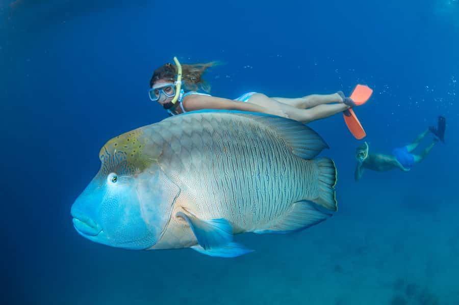 Cairns: Great Barrier Reef Cruise & 10 Minute Helicopter - Seeing the reef without getting wet