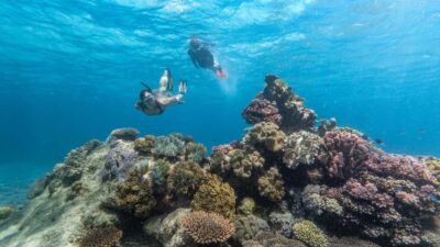 Great Barrier Reef Full-Day Tour