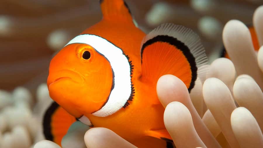 Cairns: Great Barrier Reef Full-Day Tour - Who will get the most from this tour?