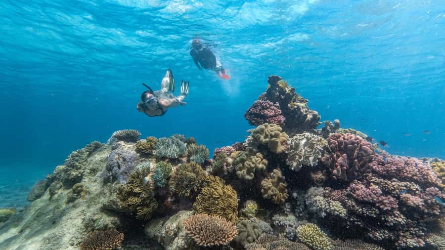 Cairns: Great Barrier Reef Full-Day Tour - Two outer reef sites instead of one quick stop