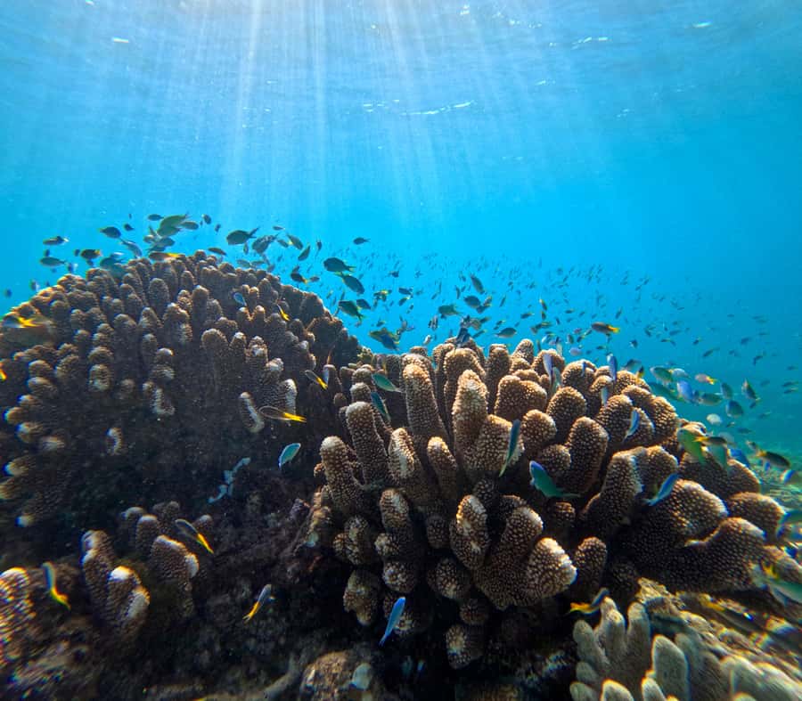 Cairns: Great Barrier Reef Half-Day Snorkelling Tour - Key points at a glance