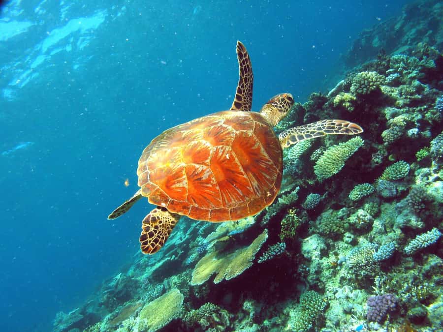 Cairns: Great Barrier Reef Half-Day Snorkelling Tour - Is $126 good value?