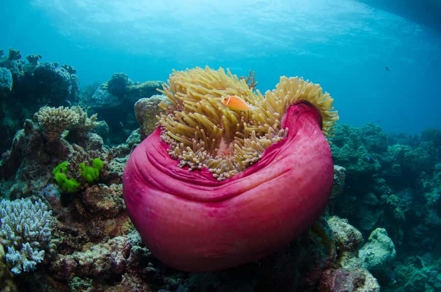 Cairns: Great Barrier Reef Overnight Snorkeling Boat Trip - Key points to know before booking