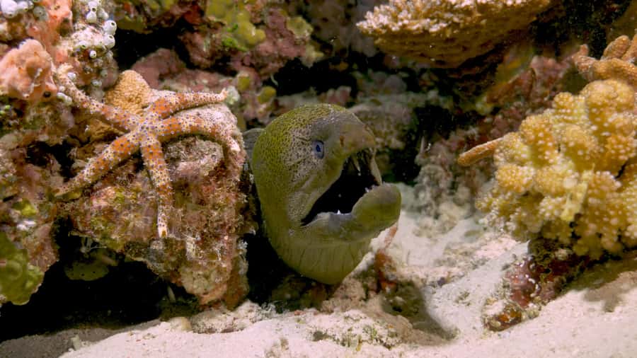 Cairns: Great Barrier Reef Overnight Snorkeling Boat Trip - Meals, showers, and life on board