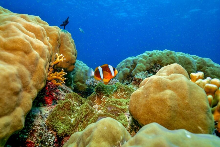 Cairns: Great Barrier Reef Premium Diving Full Day Tour - FAQ