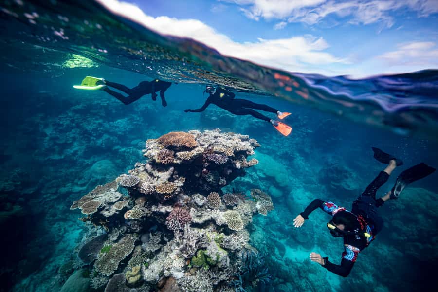 Cairns: Great Barrier Reef Premium Diving Full Day Tour - Optional scuba for first-timers and certified swimmers