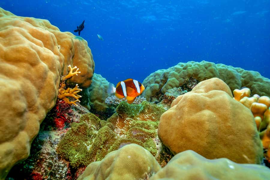 Cairns: Great Barrier Reef Premium Diving Full Day Tour - What the five hours in the water really means