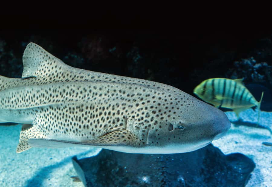 Cairns: Guided Twilight Tour of the Aquarium - Coral caves, reef fish, and the shift toward night