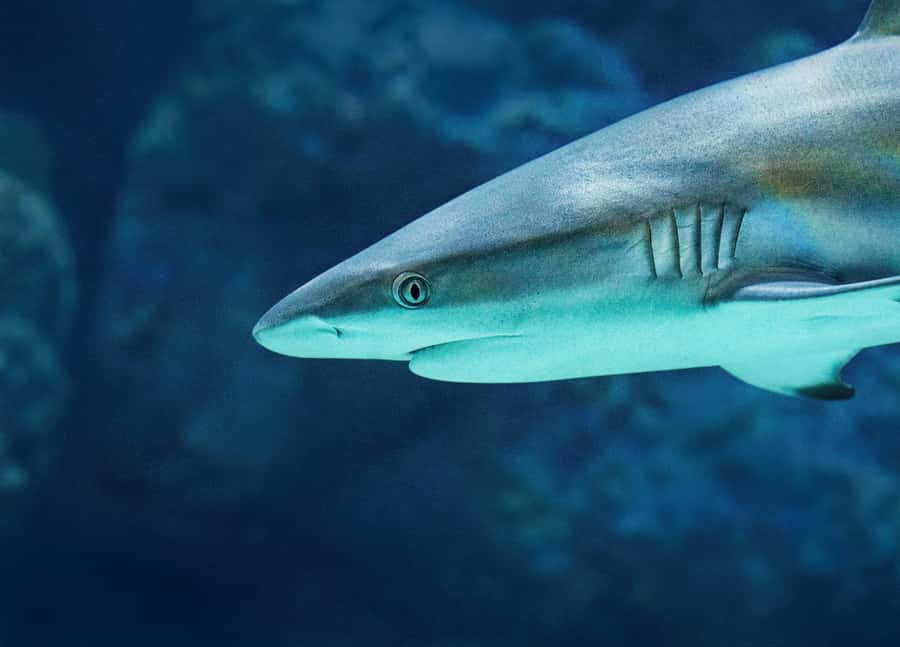Cairns: Guided Twilight Tour of the Aquarium - Sharks, rays, and groupers after the lights change