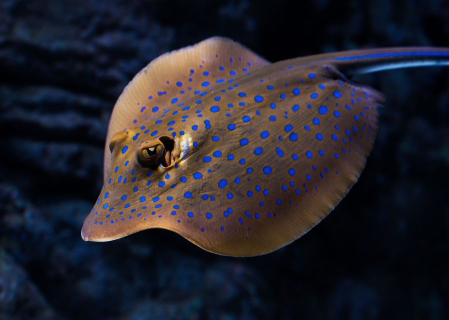 Cairns: Guided Twilight Tour of the Aquarium - Who will get the most from this tour