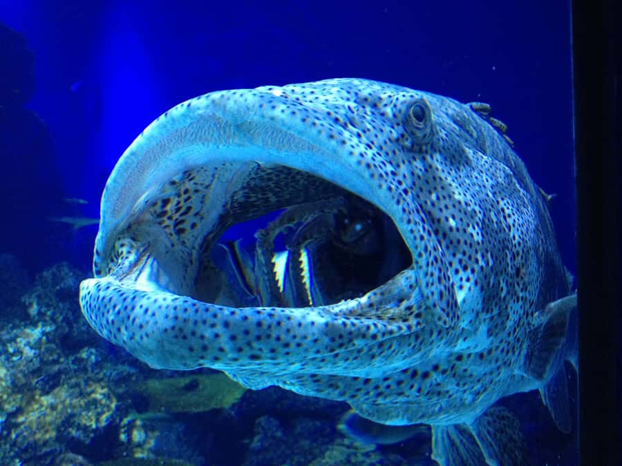 Cairns: Guided Twilight Tour of the Aquarium - Meeting the ecologist and finding your pace