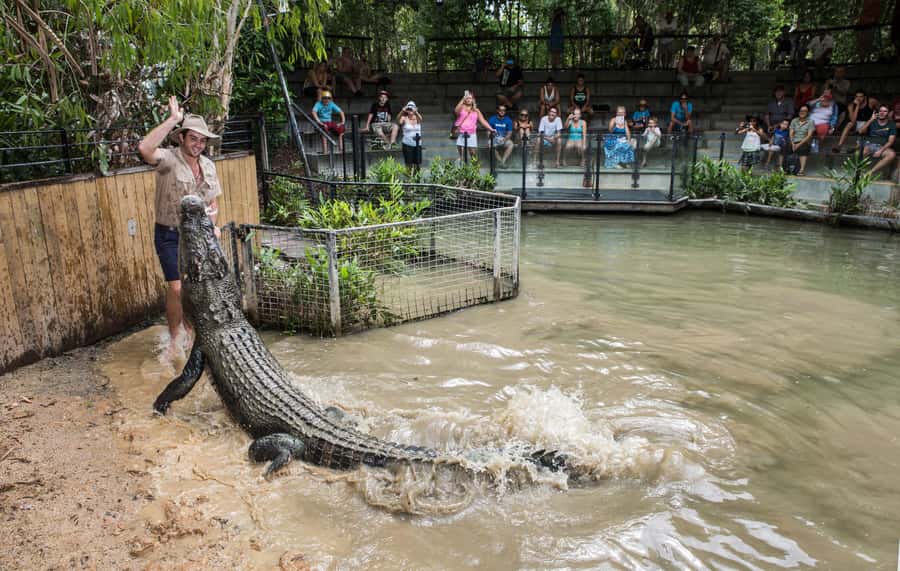 Cairns: Hartley's Crocodile Adventures Visit with Transfer - Key points to know before booking