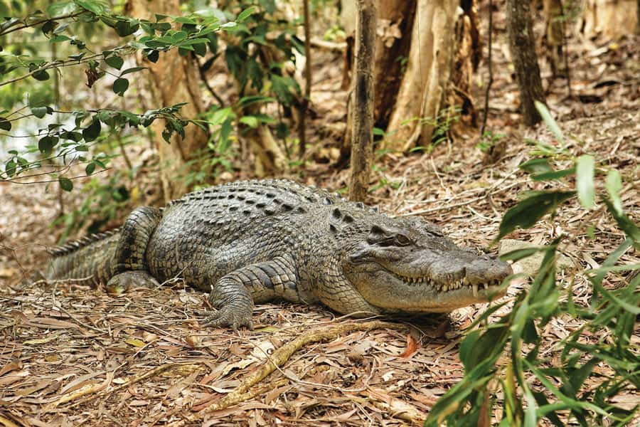 Cairns: Hartley's Crocodile Adventures Visit with Transfer - The Captain Cook Highway transfer