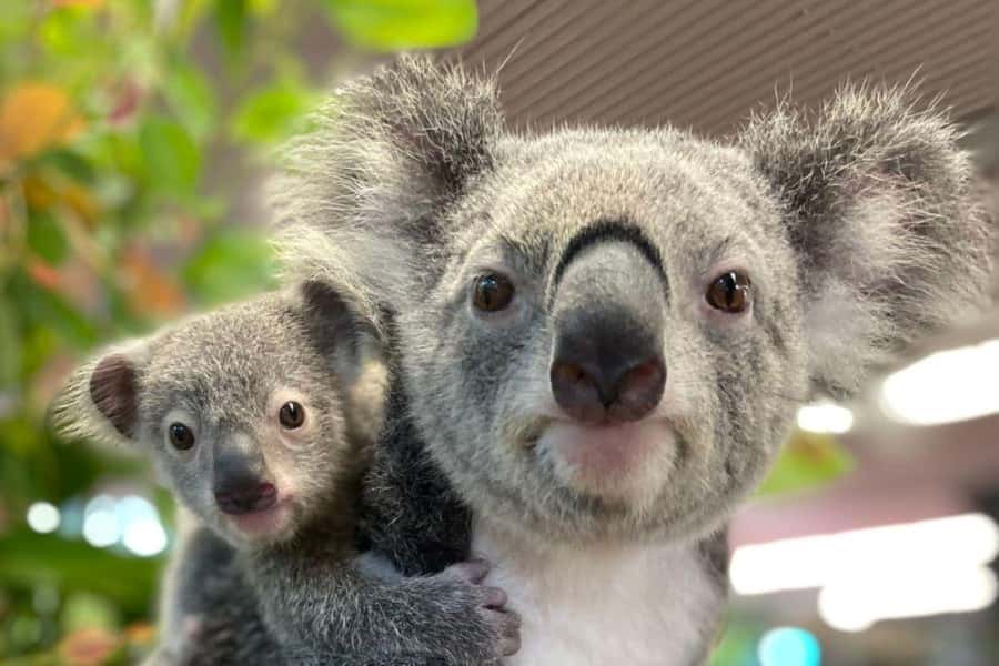 Cairns Koalas and Creatures Entry Ticket with Koala Photo - Outback and woodland themes