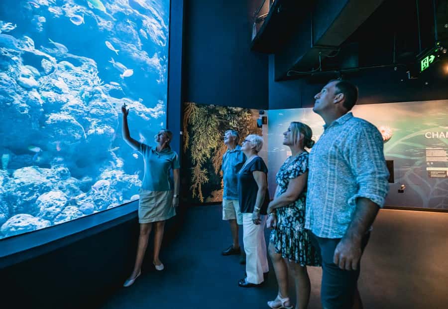 Cairns: Night at the Aquarium Guided Tour & 2 Course Dinner - The Coral Sea predators at their most dramatic
