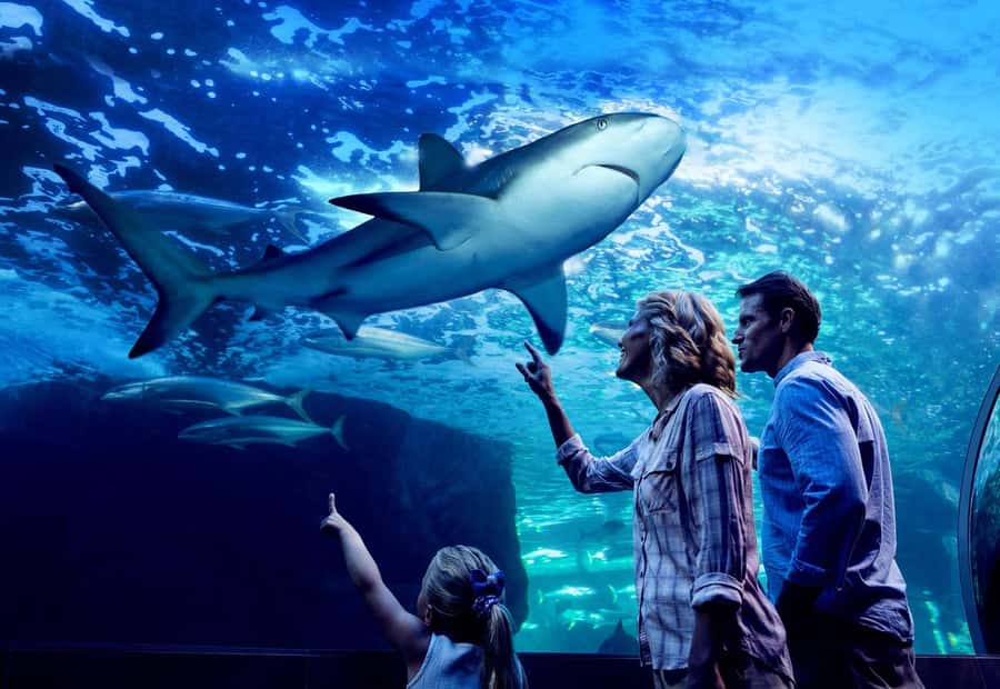 Cairns: Night at the Aquarium Guided Tour & 2 Course Dinner - Should you book Night at the Aquarium?