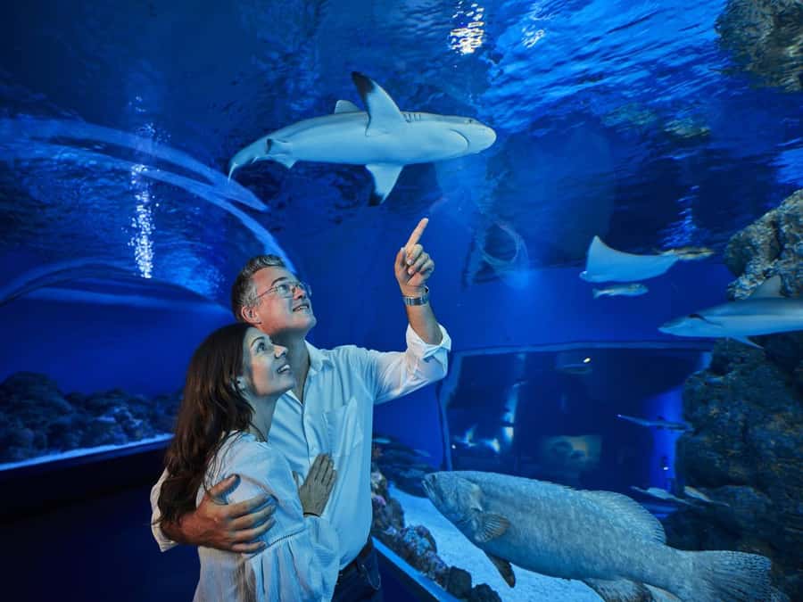 Cairns: Night at the Aquarium Guided Tour - What the Wildlife Educator adds