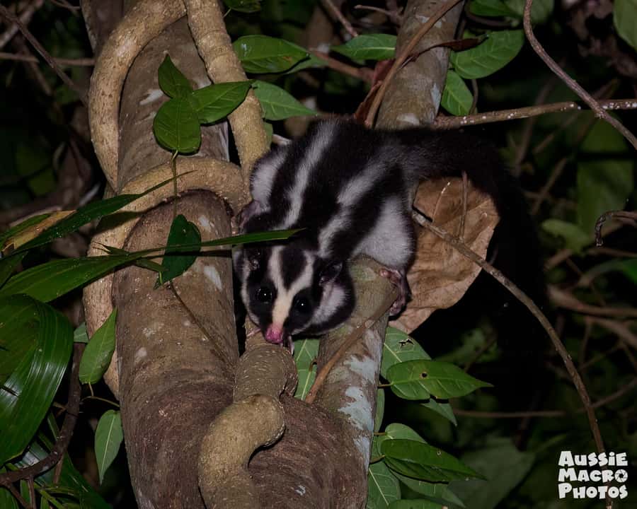 Cairns: Night Walk in Cairns Botanic Gardens - A two-hour search through the rainforest boardwalk
