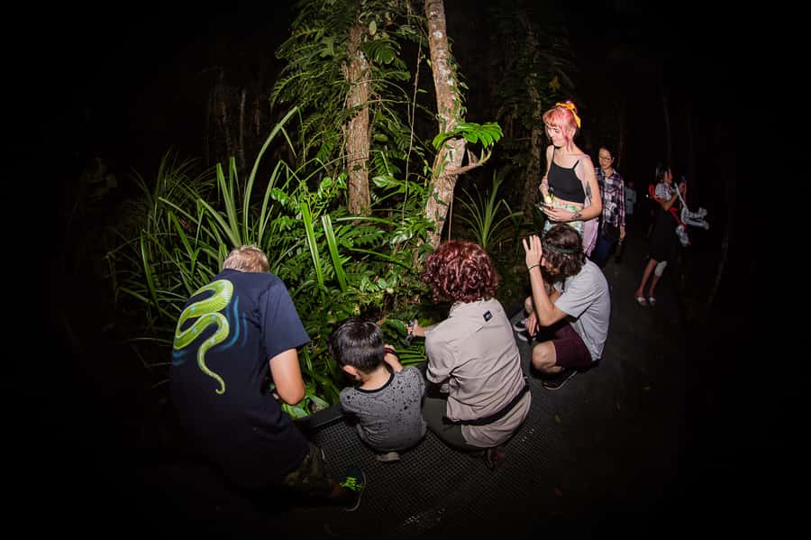 Cairns: Night Walk in Cairns Botanic Gardens - Practical comfort for a humid Cairns night