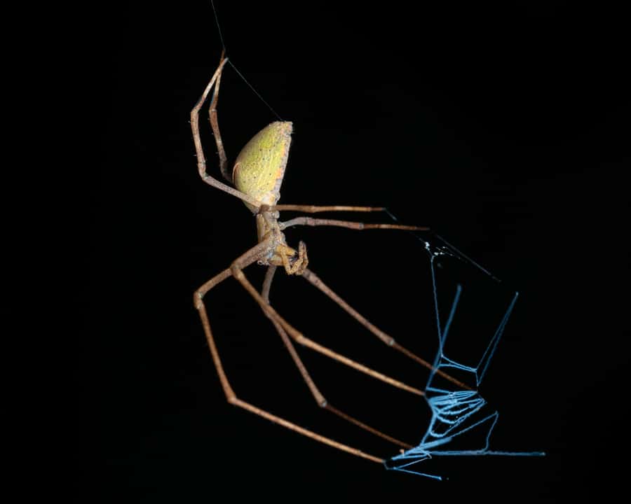 Cairns: Night Walk in Cairns Botanic Gardens - Who should book this night walk