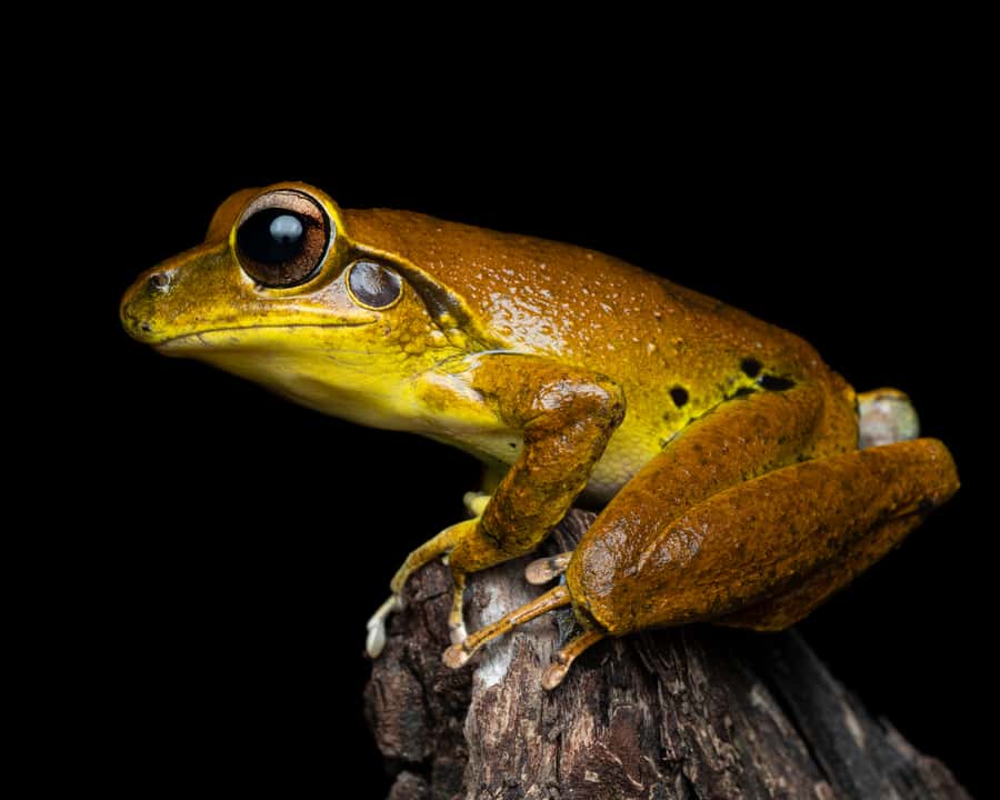 Cairns: Night Walk in Cairns Botanic Gardens - FAQ