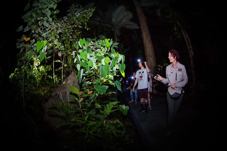 Cairns: Night Walk in Cairns Botanic Gardens - Frogs, spiders, and the small creatures you miss by day