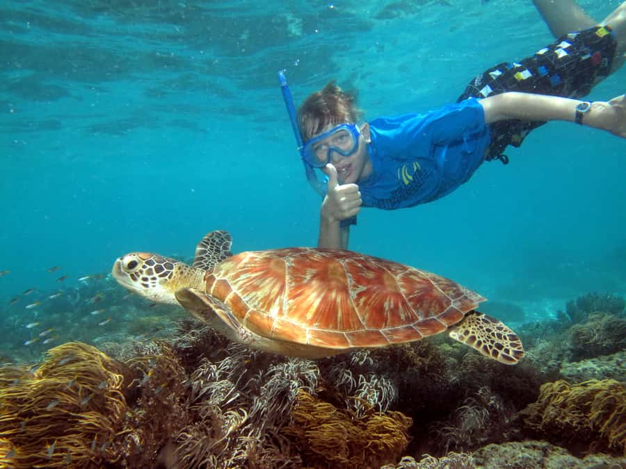 Cairns: Ocean Spirit Great Barrier Reef Full Day Tour - Snorkeling from the beach and reef viewing from the boat