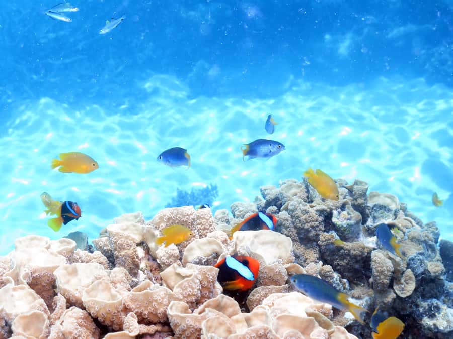 Cairns: Ocean Spirit Great Barrier Reef Full Day Tour - A full day with room for different comfort levels