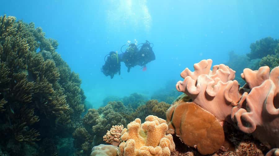 Cairns: Ocean Spirit Great Barrier Reef Full Day Tour - Safety, staff, and practical comfort