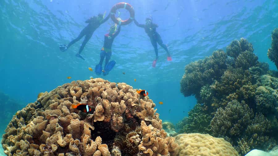 Cairns: Ocean Spirit Great Barrier Reef Full Day Tour - Should you book the Ocean Spirit Michaelmas Cay trip?