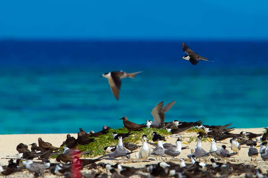Cairns: Ocean Spirit Great Barrier Reef Full Day Tour - FAQ