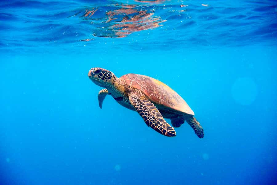 Cairns: Outer and Coral Cay Snorkel and Dive Cruise - Should you book it?