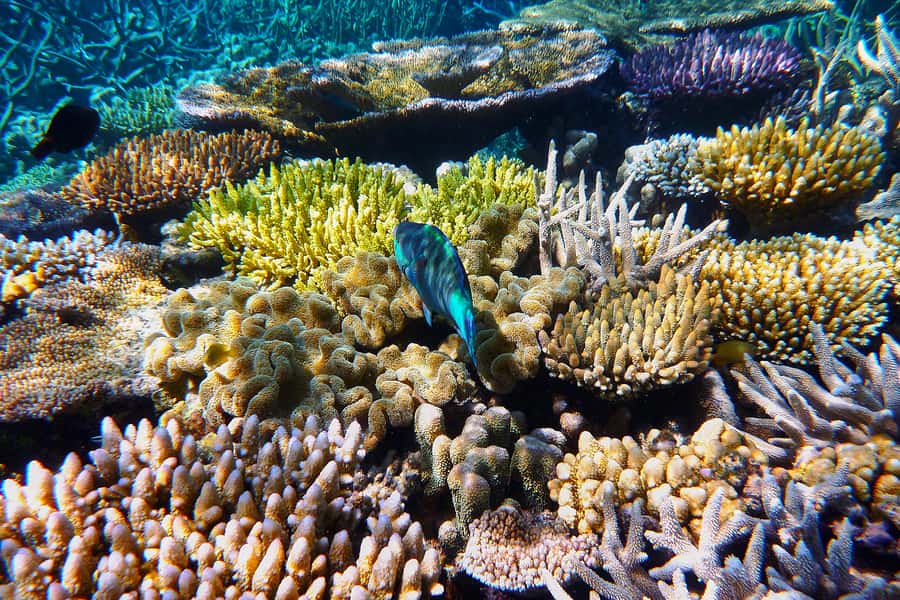 Cairns: Outer and Coral Cay Snorkel and Dive Cruise - Six hours on the Great Barrier Reef