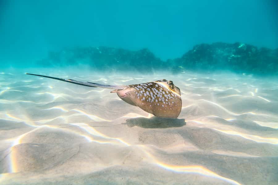 Cairns: Outer and Coral Cay Snorkel and Dive Cruise - Is the $183 price good value?