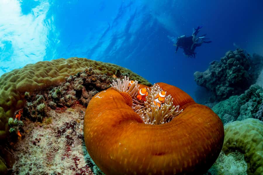 Cairns: Outer Great Barrier Reef Full-Day Tour with Lunch - Who will get the most from this Cairns reef trip?
