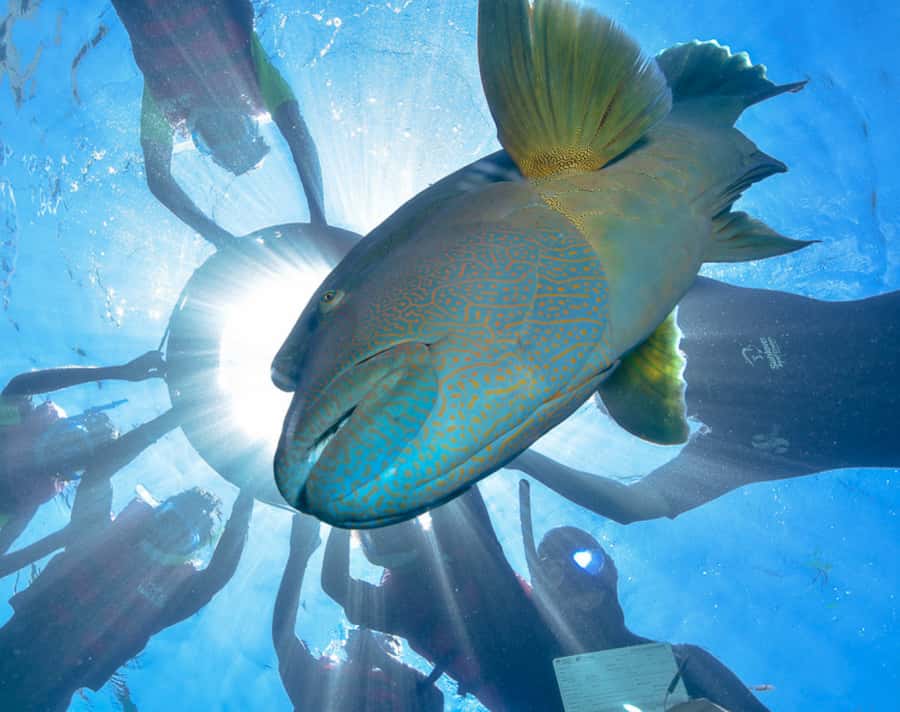 Cairns: Outer Great Barrier Reef Pontoon with Activities - Optional SCUBA, Seawalker, and helicopter upgrades