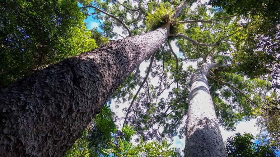 Cairns: Paronella, Lake Barrine & Millaa Millaa Falls Tour - Paronella Park and its rainforest ruins