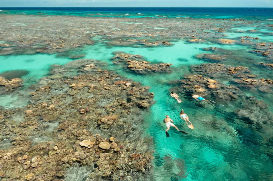 Cairns: Silverswift 3 Great Barrier Reef Sites in 1 Day - Quick facts about Silverswift