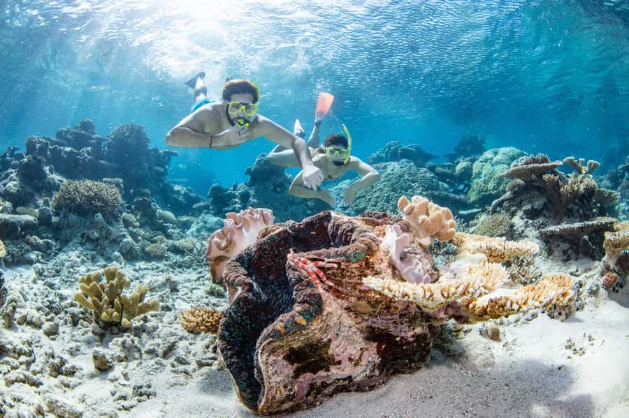 Cairns: Silverswift 3 Great Barrier Reef Sites in 1 Day - Three Outer Reef sites from one fast catamaran