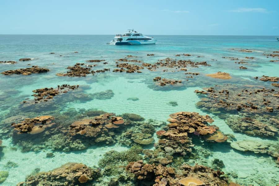 Cairns: Silverswift 3 Great Barrier Reef Sites in 1 Day - Price, timing, and what the $209 buys you