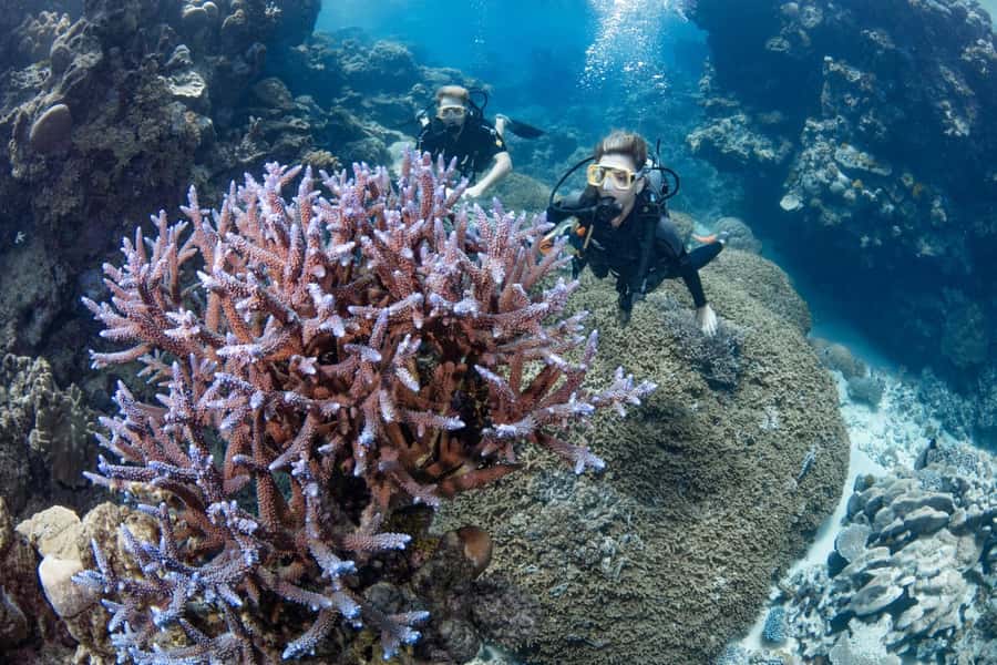 Cairns: Silverswift 3 Great Barrier Reef Sites in 1 Day - Should you book Silverswift?