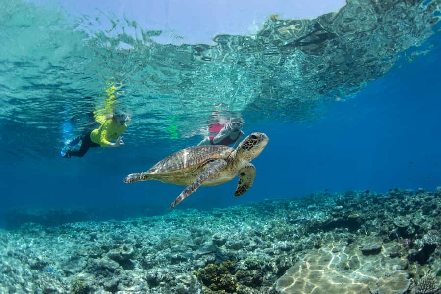 Cairns: Silverswift 3 Great Barrier Reef Sites in 1 Day - What happens at each reef stop